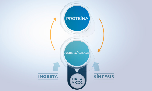 Síntesis de las proteínas