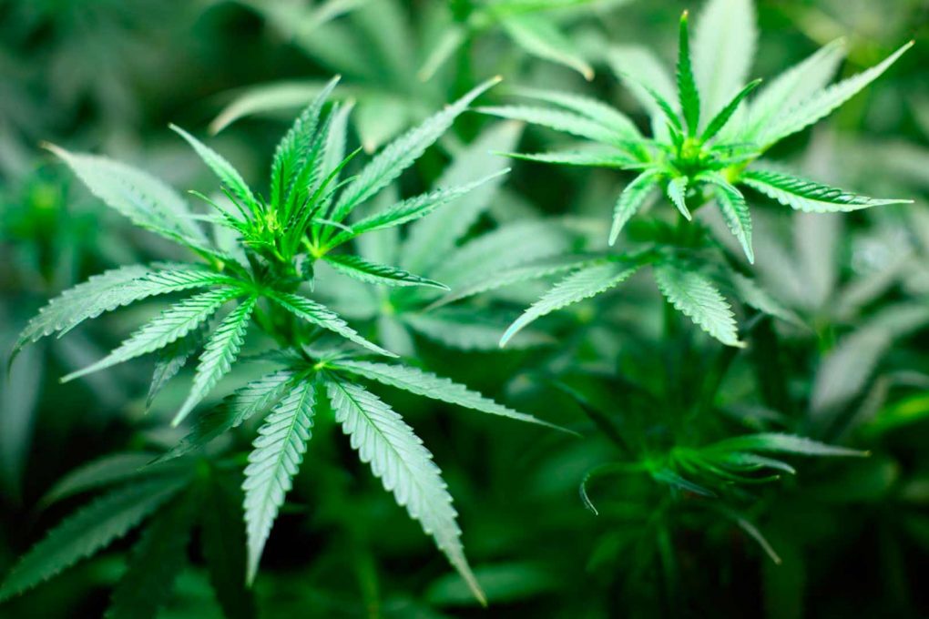 controversia sobre marihuana terapeutica