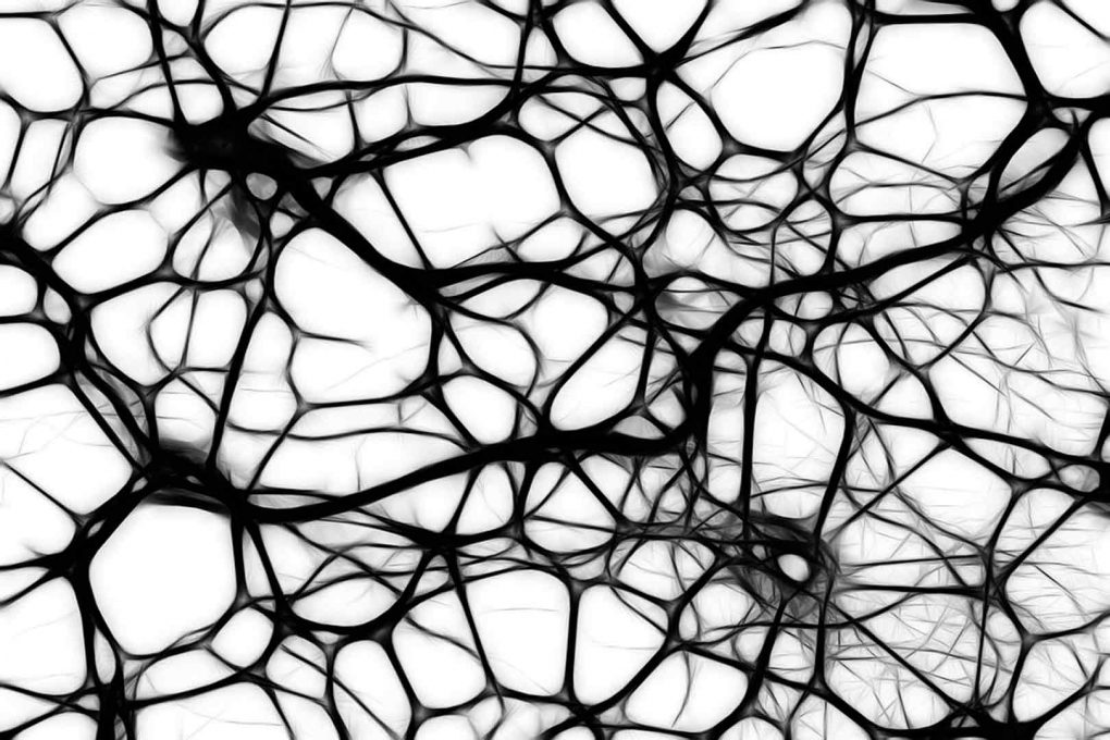 qué es la neuroplasticidad cerebral