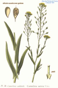 camelina