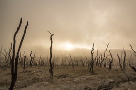 arboles causa del cambio climático